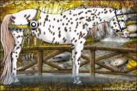 Horse Color:Liver Chestnut Near Leopard 