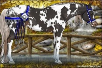 Horse Color:White Spotted Liver Chestnut Appaloosa