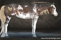 Horse Color:Liver Chestnut Sabino Splash Appaloosa 