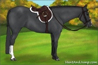 Horse Color:Blue Roan 
