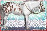 Horse Color:Brown Appaloosa 