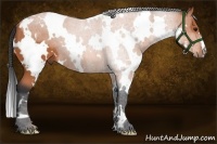 Horse Color:White Spotted Bay 