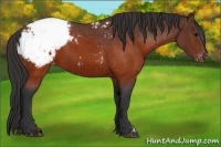 Horse Color:Brown Appaloosa 