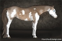 Horse Color:Liver Chestnut Sabino Splash