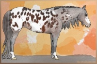 Horse Color:Bay Frame Appaloosa 