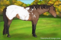 Horse Color:Bay Snowcap 