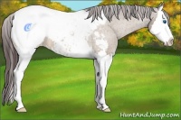 Horse Color:Bay Splash Appaloosa 