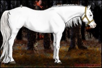 Horse Color:Silver Bay Dun Appaloosa 