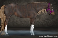 Horse Color:Liver Chestnut  Brindle