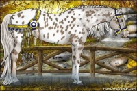 Horse Color:Chocolate Palomino Appaloosa