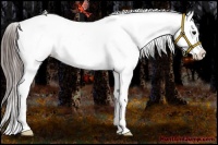 Horse Color:Black Sabino Appaloosa 