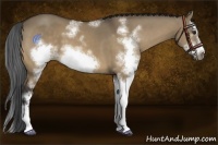 Horse Color:Buckskin Dun Sabino Splash Frame 