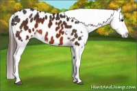 Horse Color:White Spotted Brown Sabino Splash Blanket Rabicano 