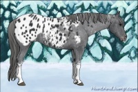 Horse Color:White Spotted Black Blanket Rabicano 