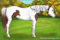Horse Color:Chestnut Splash Tobiano