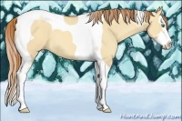 Horse Color:Gold Champagne Dun Splash Tobiano 