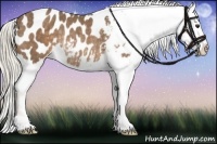 Horse Color:Chocolate Palomino Blanket Rabicano 