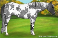 Horse Color:White Spotted Smoky Blue Roan