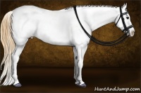 Horse Color:White Spotted Smoky Black Appaloosa 