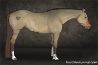Horse Color:Liver Red Dun Sabino 