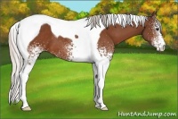 Horse Color:White Spotted Silver Bay Tobiano 