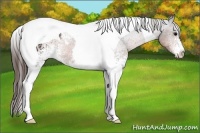 Horse Color:White Spotted Brown Tobiano Appaloosa
