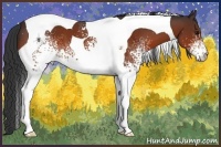 Horse Color:White Spotted Bay Tobiano