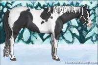 Horse Color:Black Splash Tobiano 