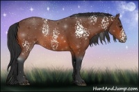 Horse Color:White Spotted Bay 