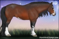 Horse Color:Bay Sabino