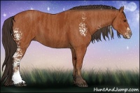 Horse Color:White Spotted Bay  Brindle