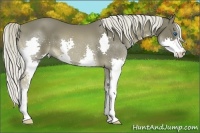 Horse Color:Liver Chestnut Splash 