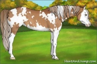 Horse Color:White Spotted Chestnut Splash 