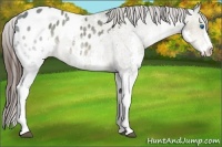 Horse Color:Brown Ice Splash Appaloosa Rabicano 
