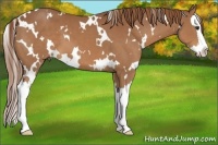 Horse Color:White Spotted Chestnut Splash 
