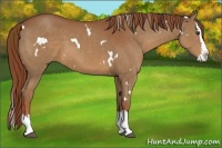 Horse Color:White Spotted Chestnut Splash 