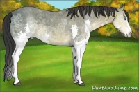 Horse Color:Buckskin Ice Splash 