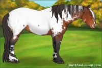 Horse Color:White Spotted Bay Appaloosa Rabicano