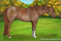 Horse Color:Chestnut  Brindle