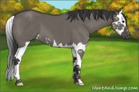Horse Color:Smoky Grullo Splash