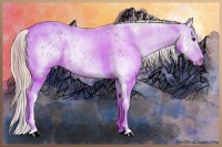 Horse Color:Plaid White Spotted Chestnut Ice Splash Appaloosa