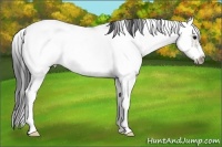 Horse Color:Grullo Ice Sabino Frame