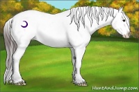 Horse Color:Brown Appaloosa Rabicano 