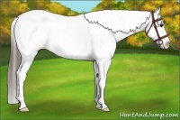Horse Color:White Spotted Black Splash Appaloosa Rabicano