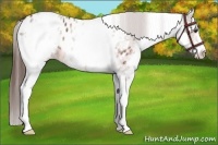 Horse Color:White Spotted Bay Sabino Appaloosa 