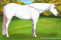Horse Color:White Spotted Bay Sabino Appaloosa Rabicano 
