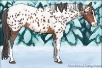 Horse Color:Bay Splash Tobiano Appaloosa 