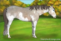 Horse Color:Bay Ice Splash Appaloosa 