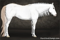 Horse Color:White Spotted Palomino Dun 