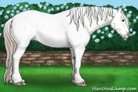 Horse Color:White Spotted Liver Chestnut Varnish 